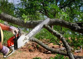 Best Tree Risk Assessment  in Richmond, MN