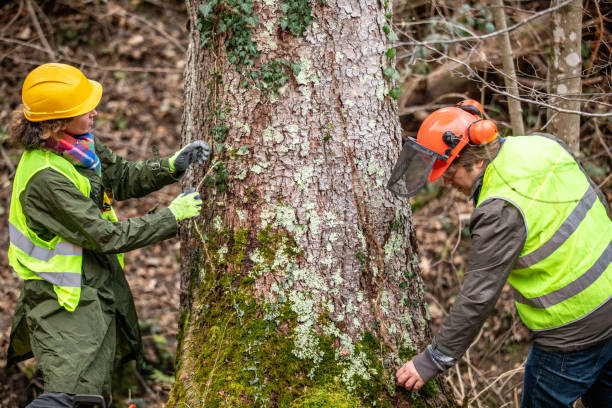 Best Tree and Shrub Care  in Richmond, MN