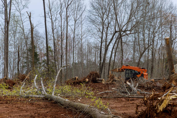 How Our Tree Care Process Works  in  Richmond, MN