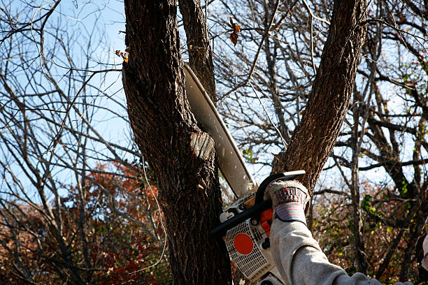 Best Weed Control  in Richmond, MN