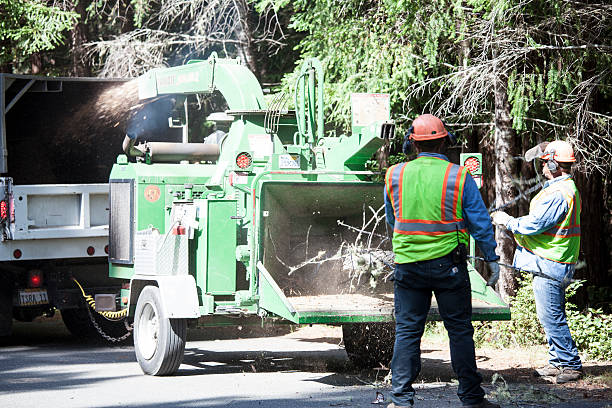 Best Storm Damage Tree Cleanup  in Richmond, MN