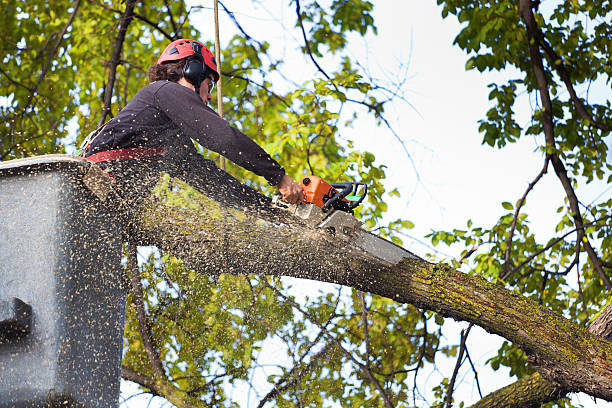 Reliable Richmond, MN Tree Removal Services Solutions