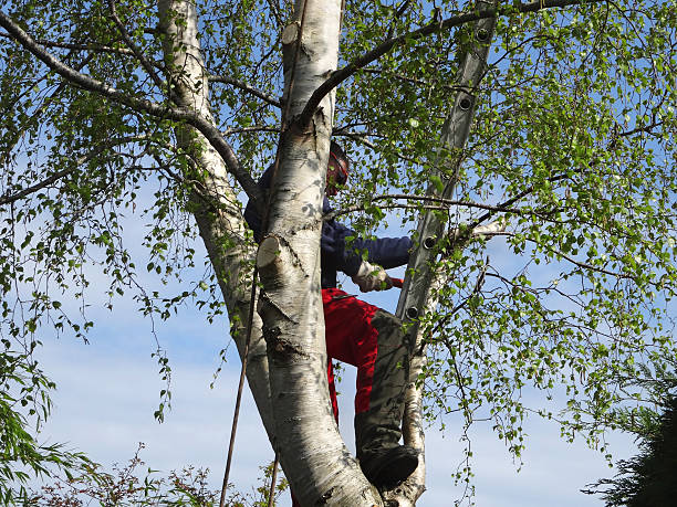 Best Emergency Tree Removal  in Richmond, MN