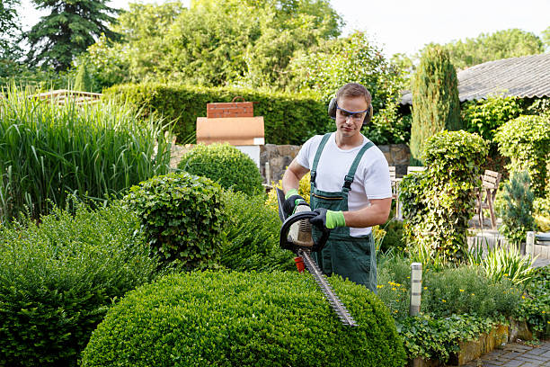 Best Lawn Grading and Leveling  in Richmond, MN