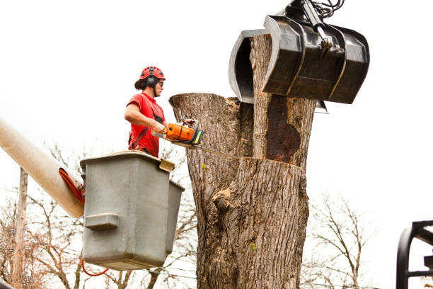 Best Tree Cabling and Bracing  in Richmond, MN