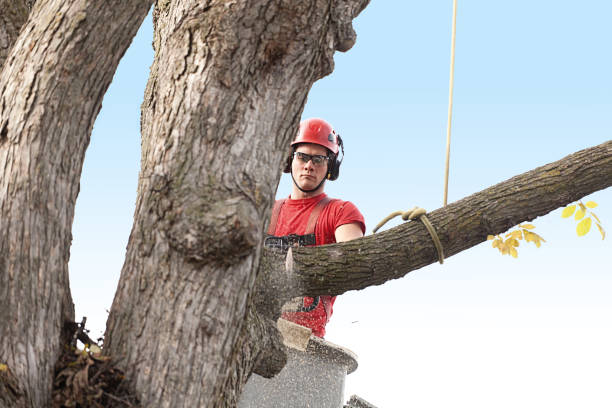 Best Tree Fertilization  in Richmond, MN