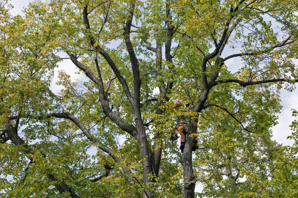 Best Tree Preservation Services  in Richmond, MN